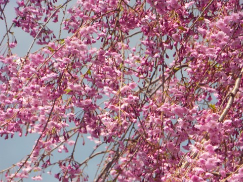 枝垂れ桜