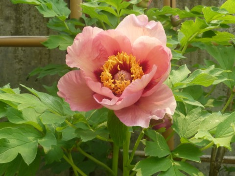 P1060483.JPG